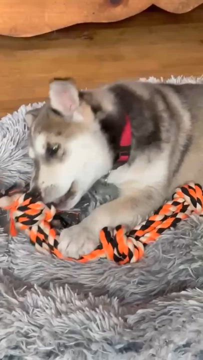 Enlarge Shanendoah, a Adopted Husky in STE-MARGUERITE-DU-LAC-MASSON, QC video 5/6