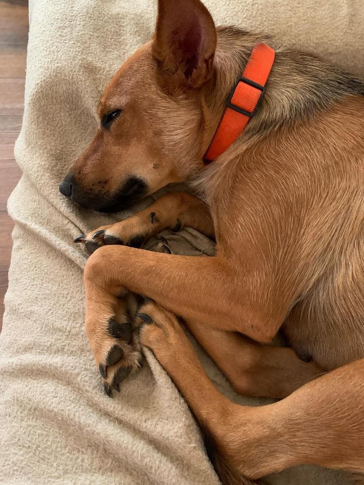 Enlarge Roxy, a Adoptable Shepherd in New Bedford, MA image 1/6