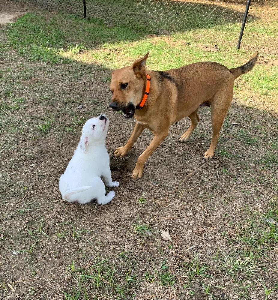 Enlarge Roxy, a Adoptable Shepherd in New Bedford, MA image 2/6