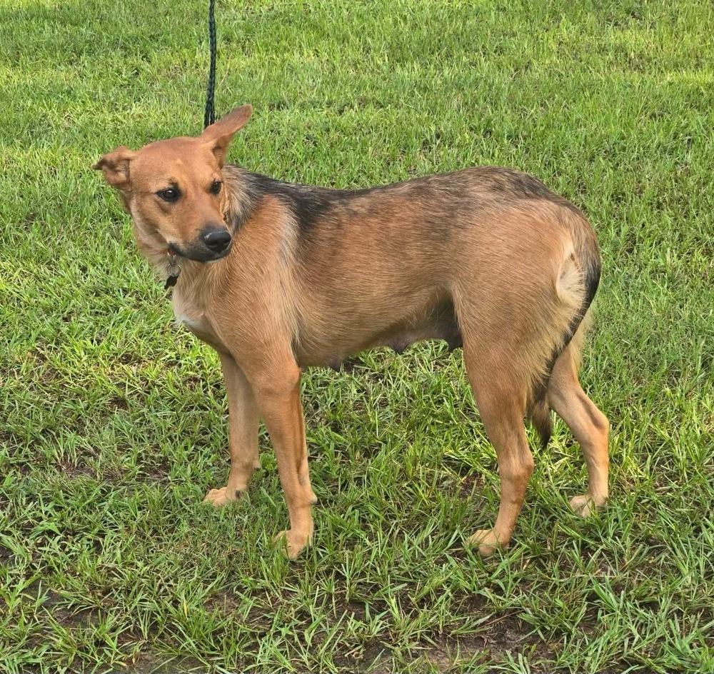 Enlarge Roxy, a Adoptable Shepherd in New Bedford, MA image 3/6