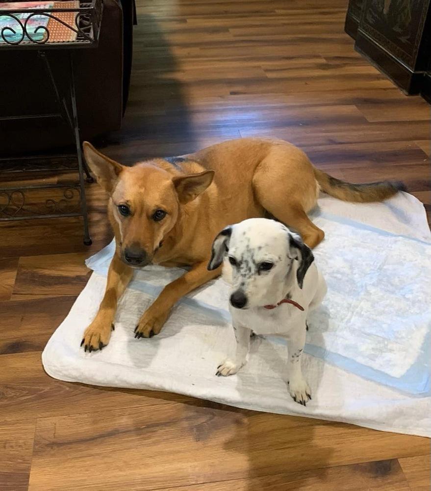 Enlarge Roxy, a Adoptable Shepherd in New Bedford, MA image 4/6