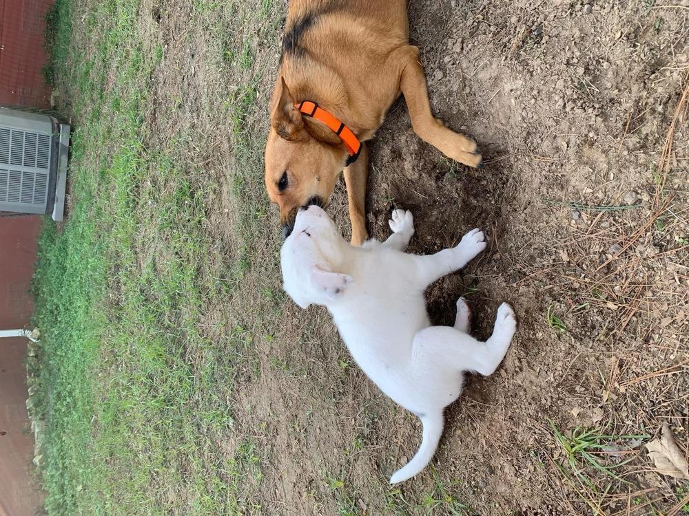 Enlarge Roxy, a Adoptable Shepherd in New Bedford, MA image 5/6