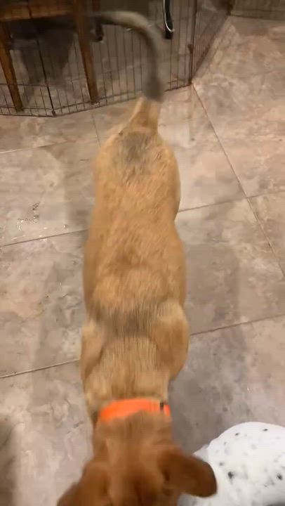 Enlarge Roxy, a Adoptable Shepherd in New Bedford, MA video 6/6