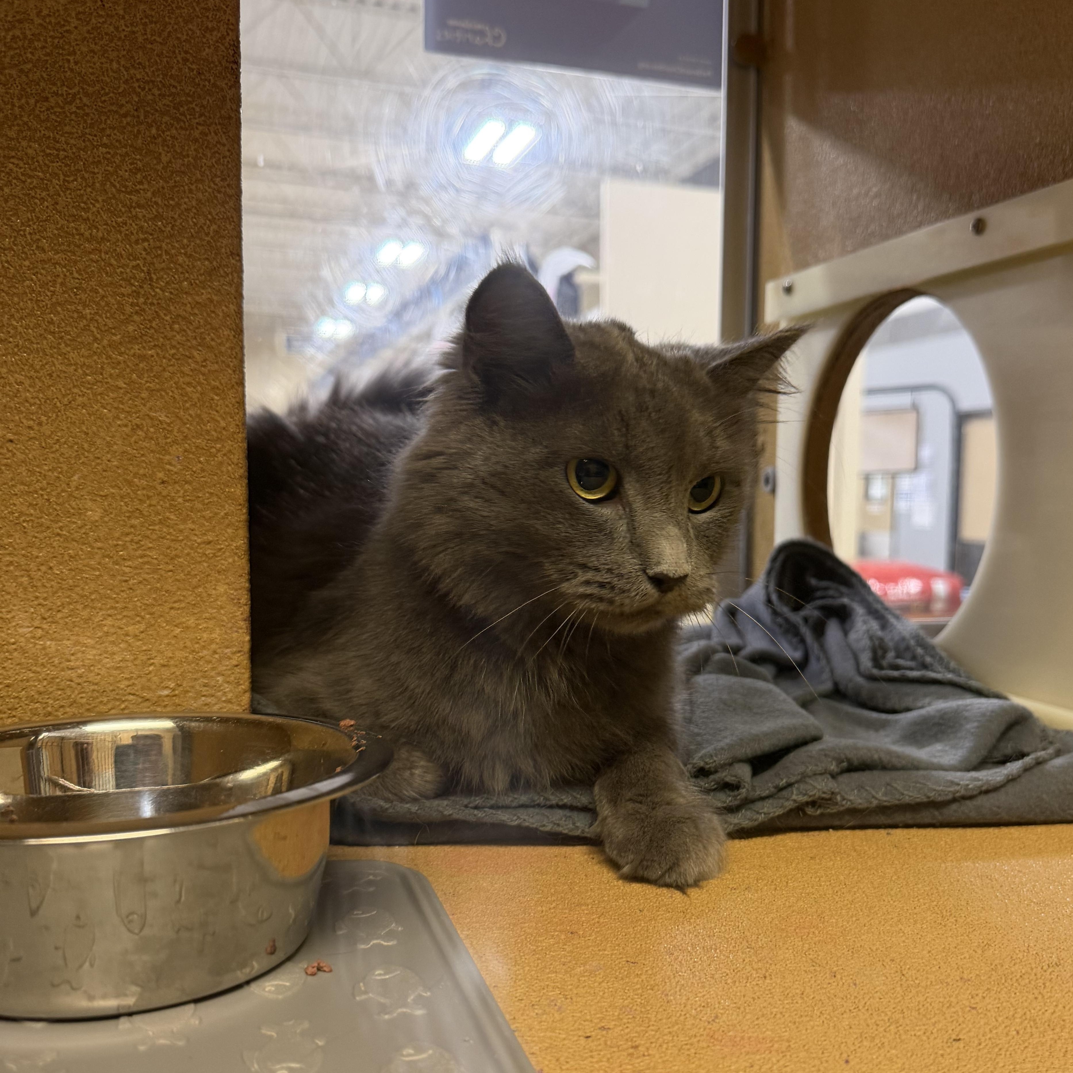 Smokey (BC), Adoptable, Adult Female Domestic Long Hair.