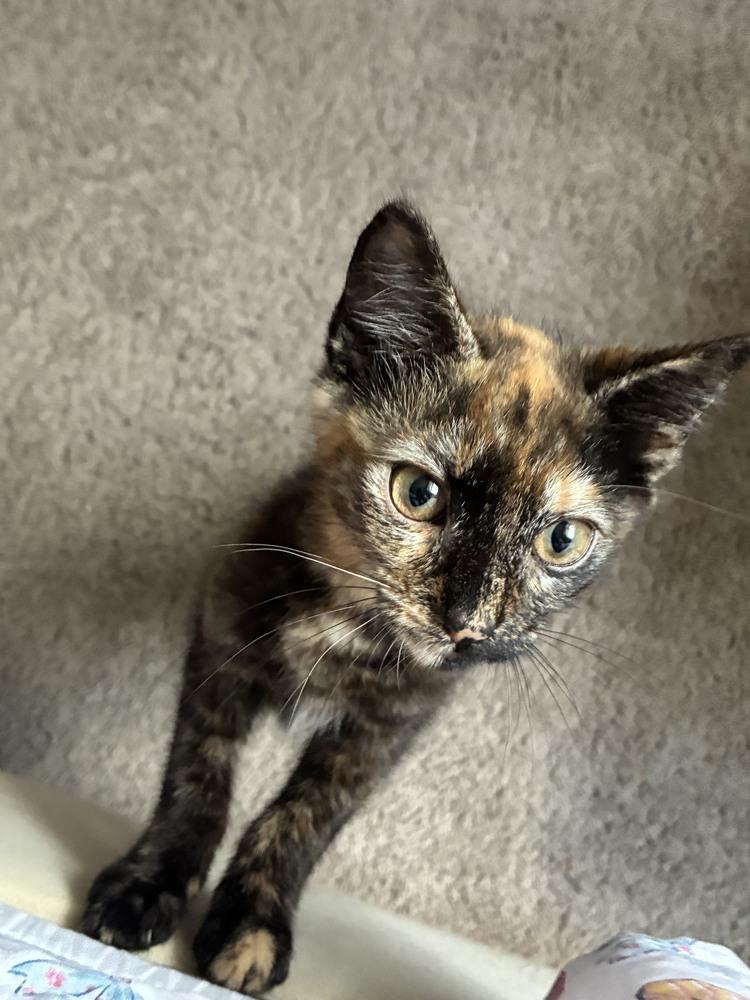 Sellena, a Adoptable mixed breed in Wilmington, NC image 2/4