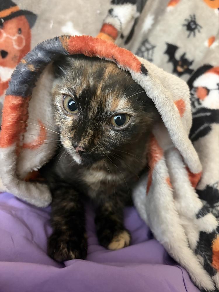 Sellena, a Adoptable mixed breed in Wilmington, NC image 3/4