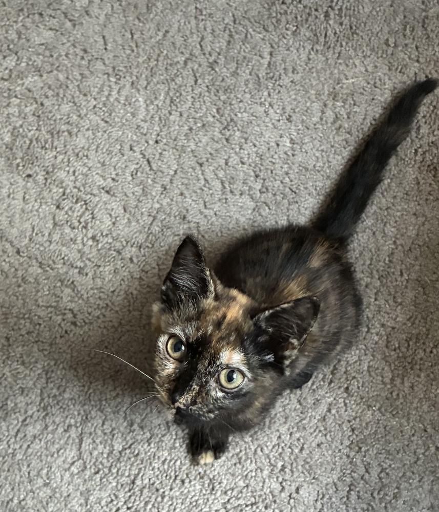 Sellena, a Adoptable mixed breed in Wilmington, NC image 4/4