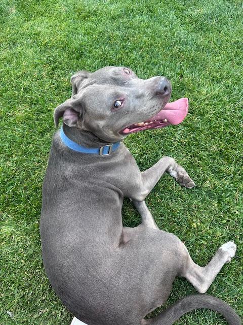 Gigi, a Adoptable Pit Bull Terrier in Cerritos, CA image 1/2