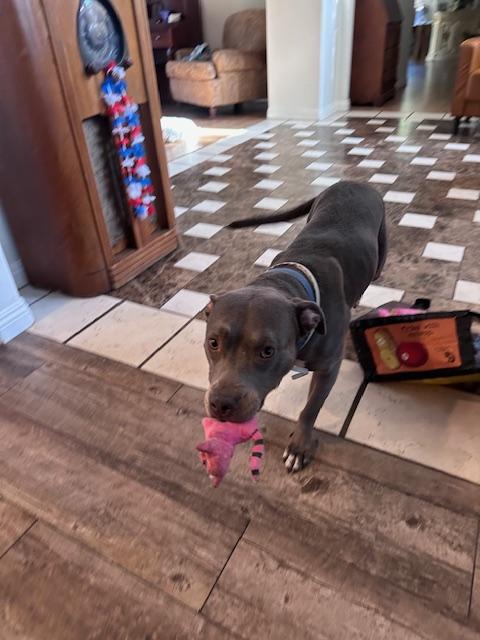 Gigi, a Adoptable Pit Bull Terrier in Cerritos, CA image 2/2