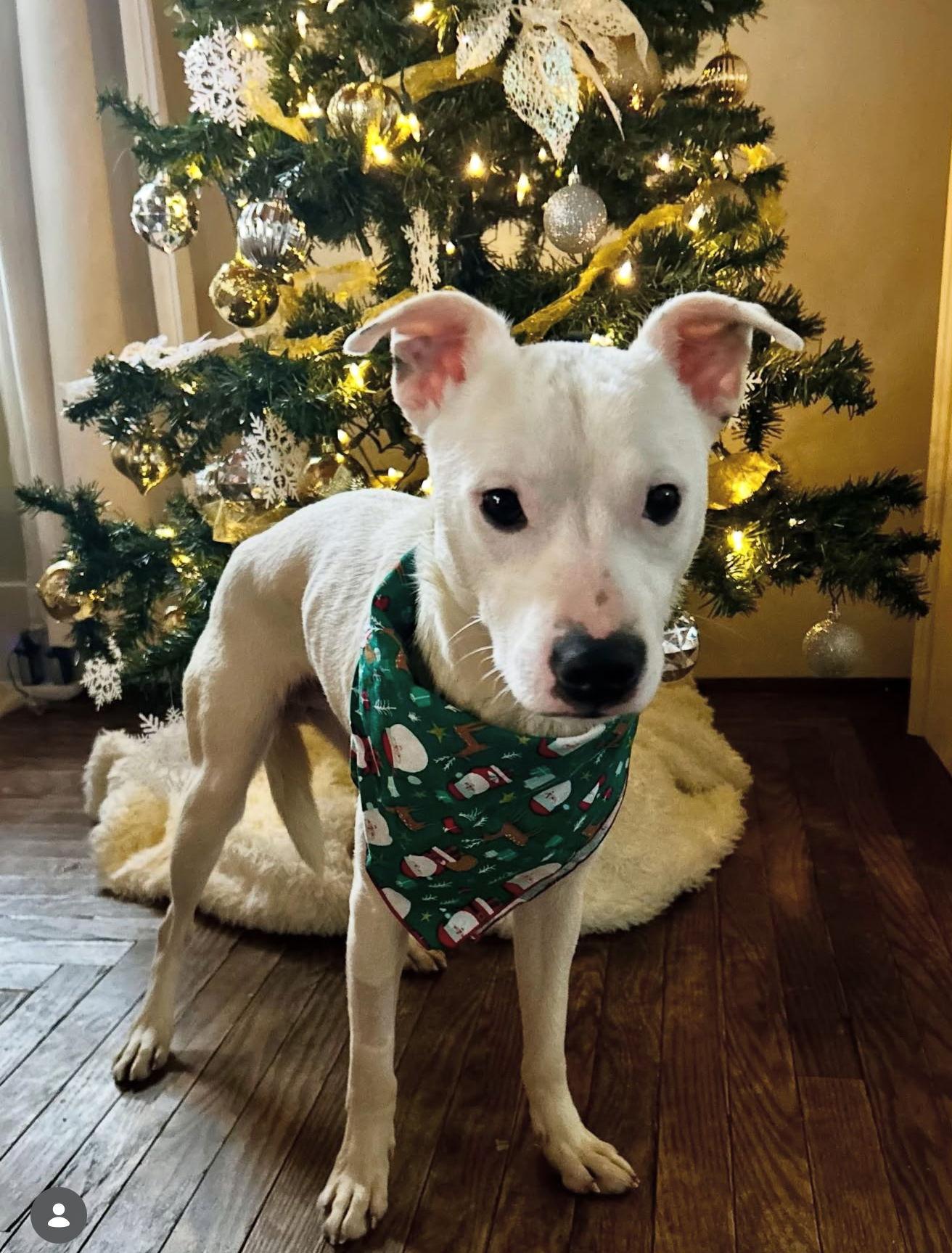 Thanksgiving 2025: Giblet, Adoptable, Young Male Shiba Inu.