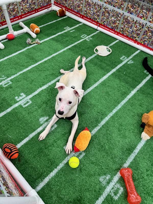 Enlarge Thanksgiving 2025: Giblet, a Adoptable Shiba Inu in Berwick, PA image 2/2