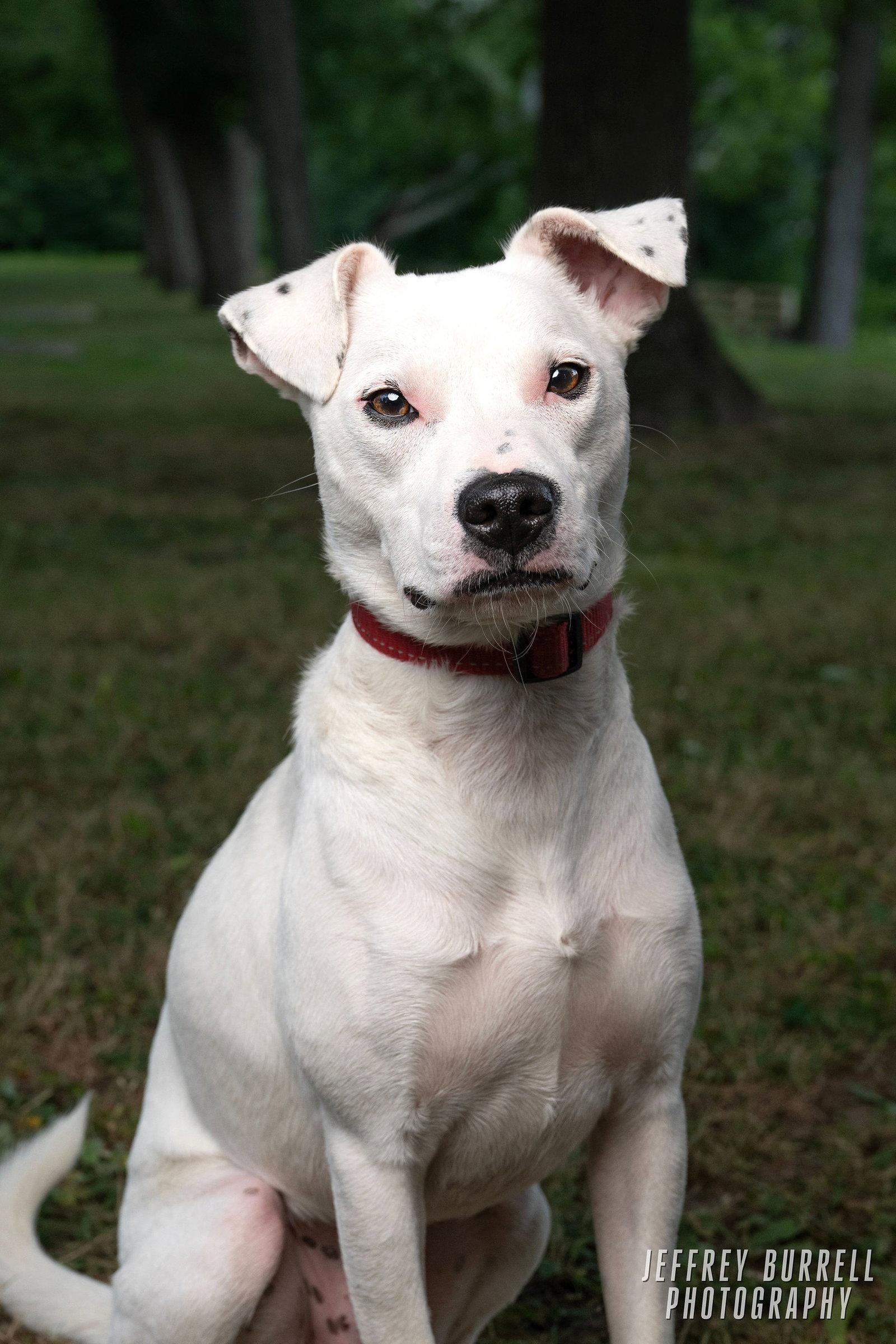 Enlarge Thanksgiving 2025: Giblet, a Adoptable Shiba Inu in Berwick, PA image 3/3