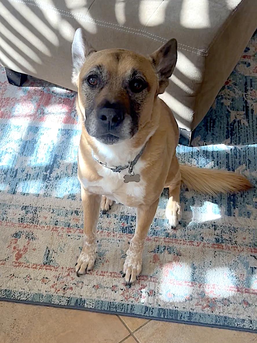 Duke — thumbnail 3