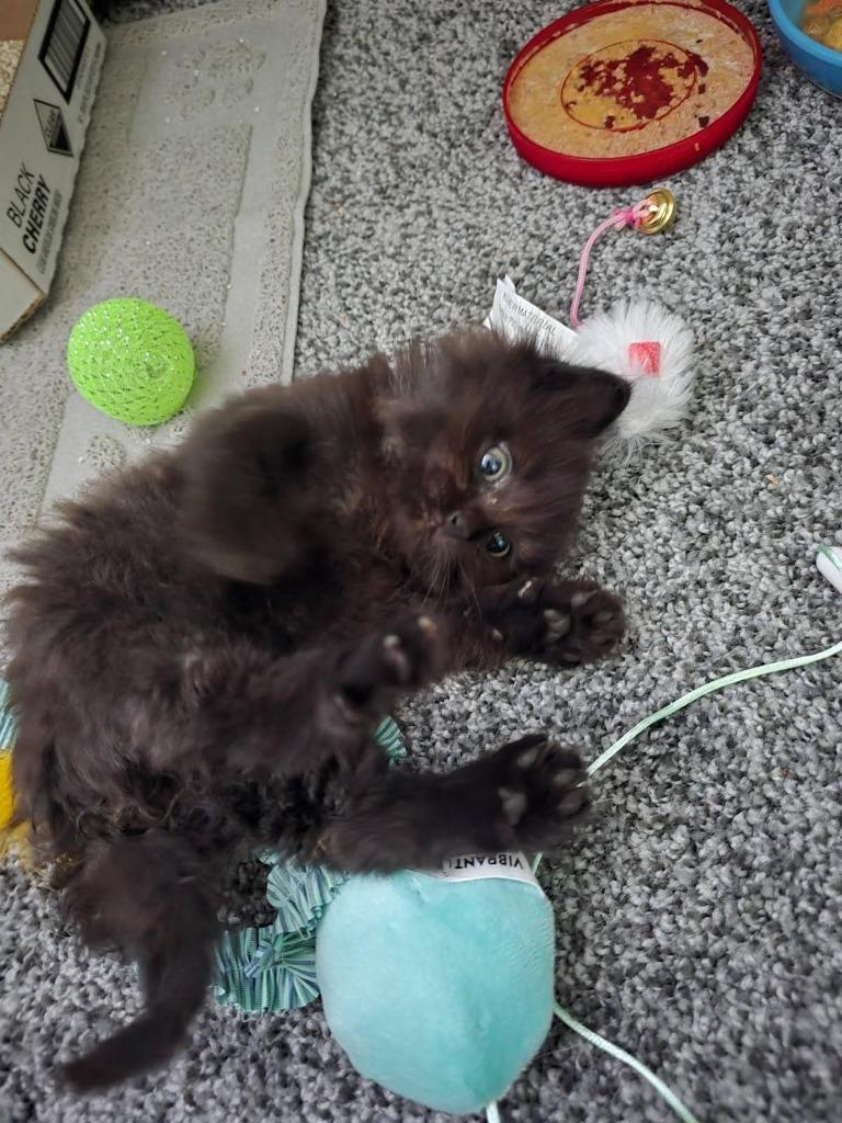 Enlarge Honey Boy, a Adoptable Domestic Short Hair in Cloquet, MN image 1/3