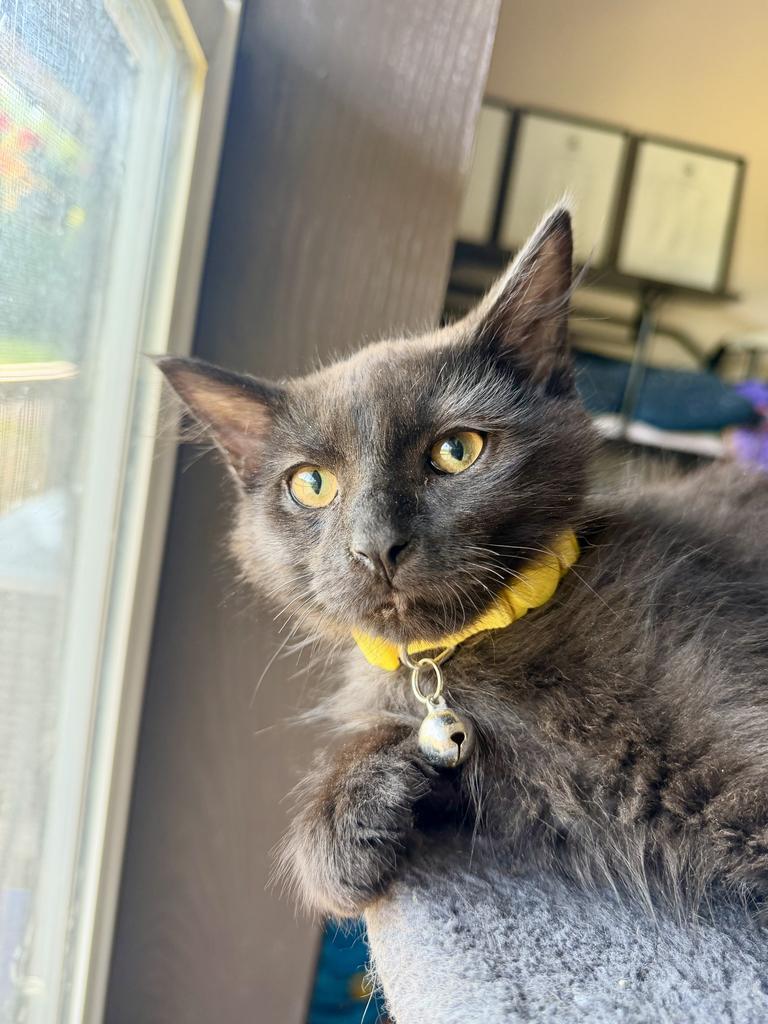 Enlarge Honey Boy, a Adoptable Domestic Short Hair in Cloquet, MN image 2/3