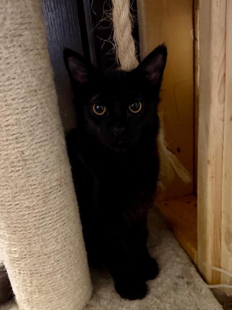 Enlarge Honey Boy, a Adoptable Domestic Short Hair in Cloquet, MN image 3/3