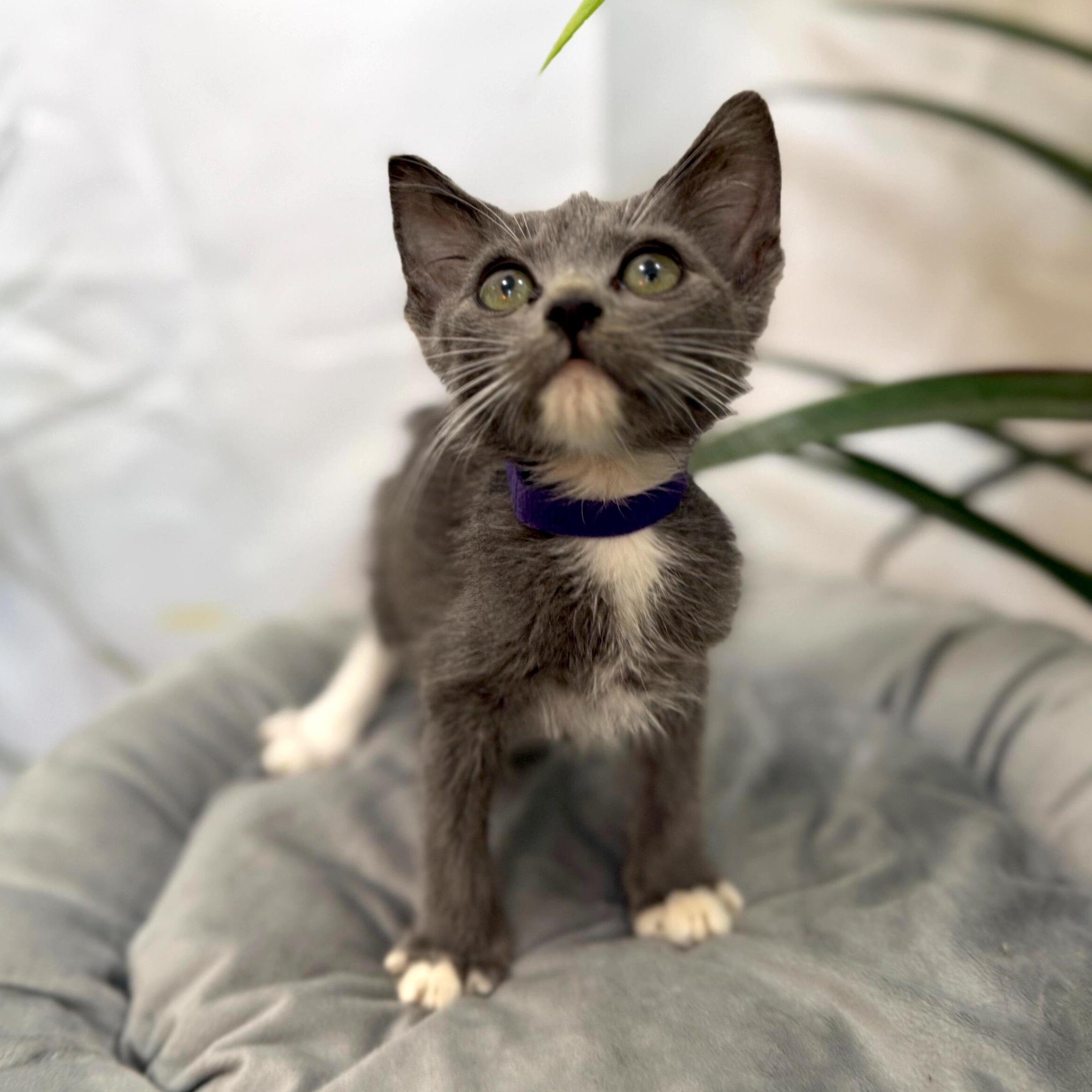 Joanne Marie TCHS — thumbnail 3