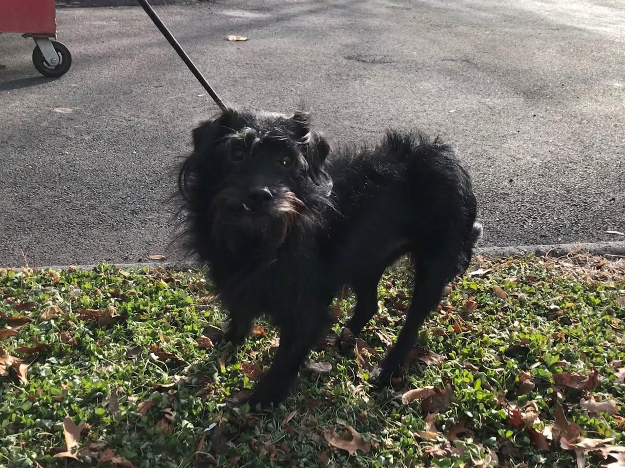 Enlarge Mr. Scruffles, a ADOPTABLE Mixed Breed in Milton, MA image 5/5