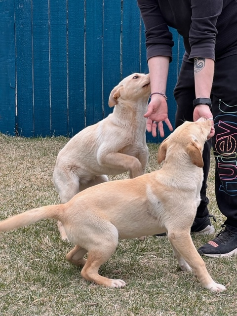 Enlarge Lacey, a Adoptable mixed breed in Durango, CO image 1/6
