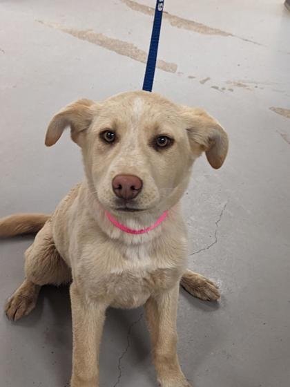 Enlarge Lacey, a Adoptable mixed breed in Durango, CO image 2/6