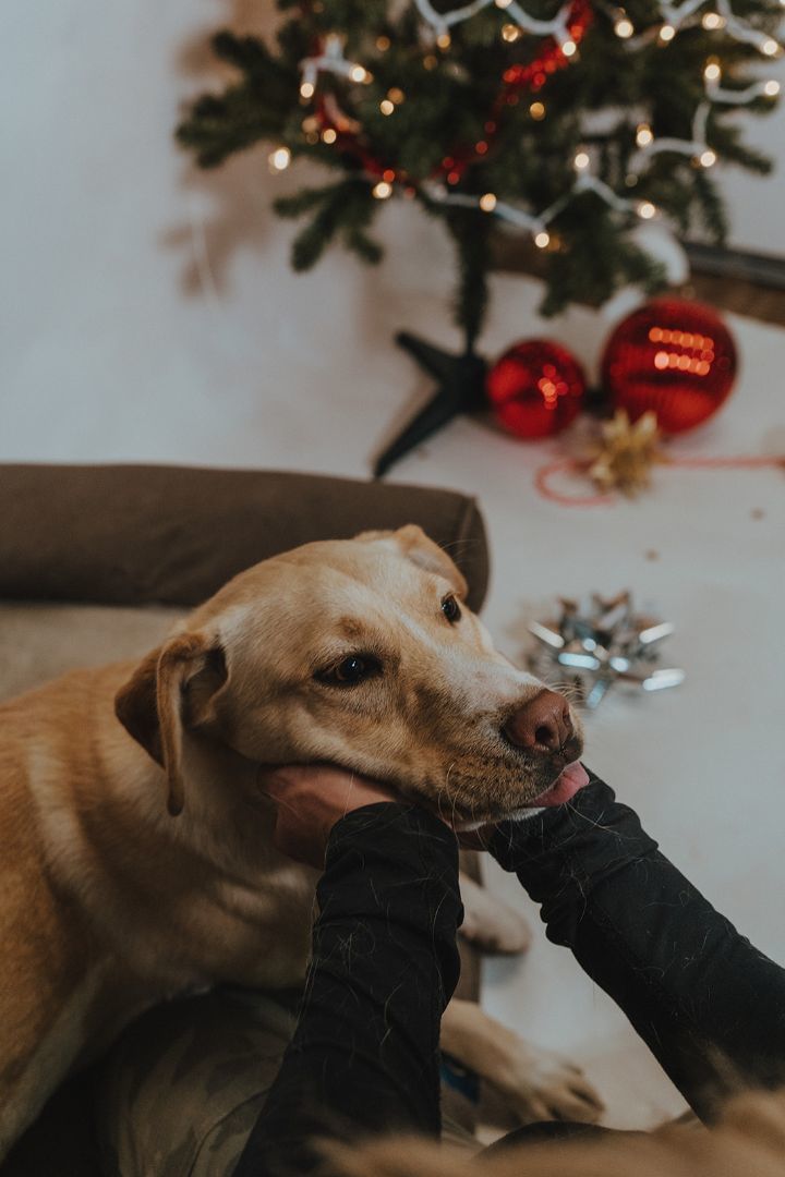 Enlarge Lacey, a Adoptable mixed breed in Durango, CO image 3/6