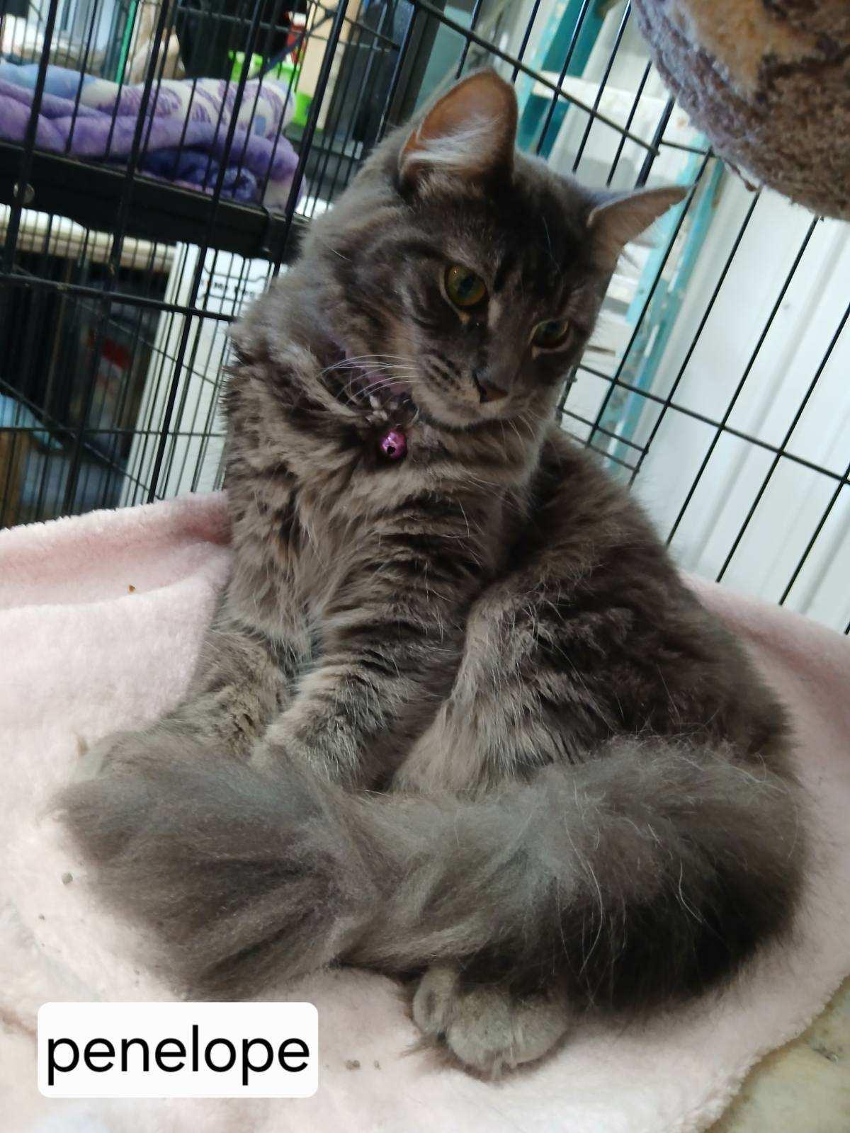 Enlarge Penelope, a ADOPTABLE Domestic Long Hair in Urbana, OH image 1/1