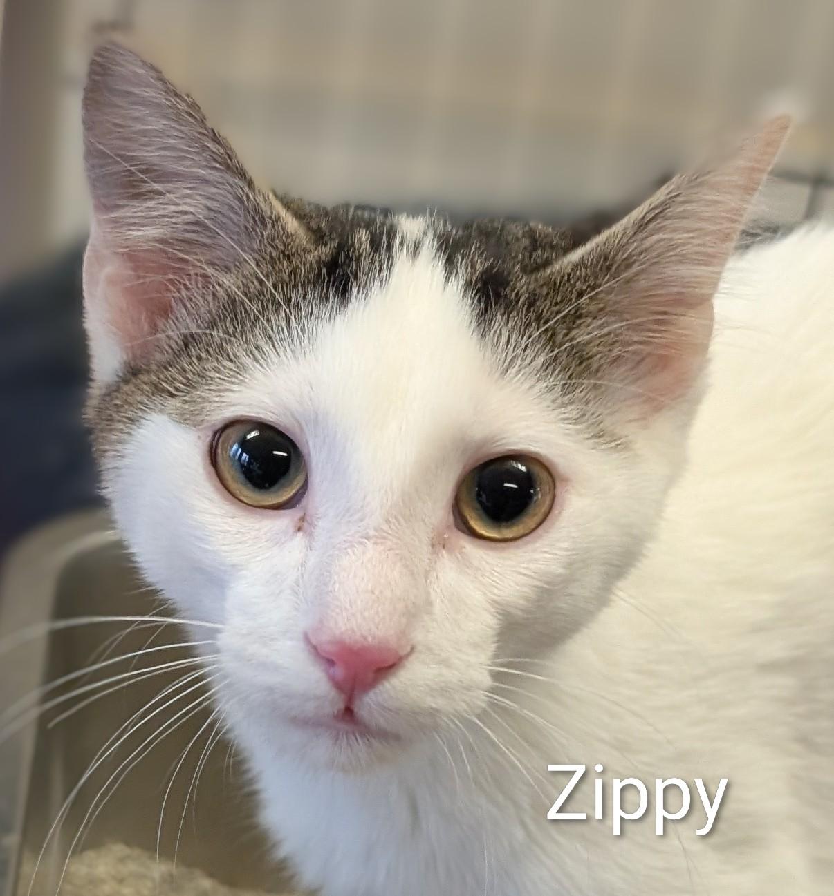 Zippy, adopted, Kitten Male Domestic Short Hair.