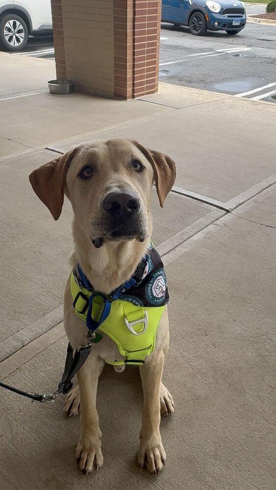 Cash, Adoptable, Young Male Great Dane.