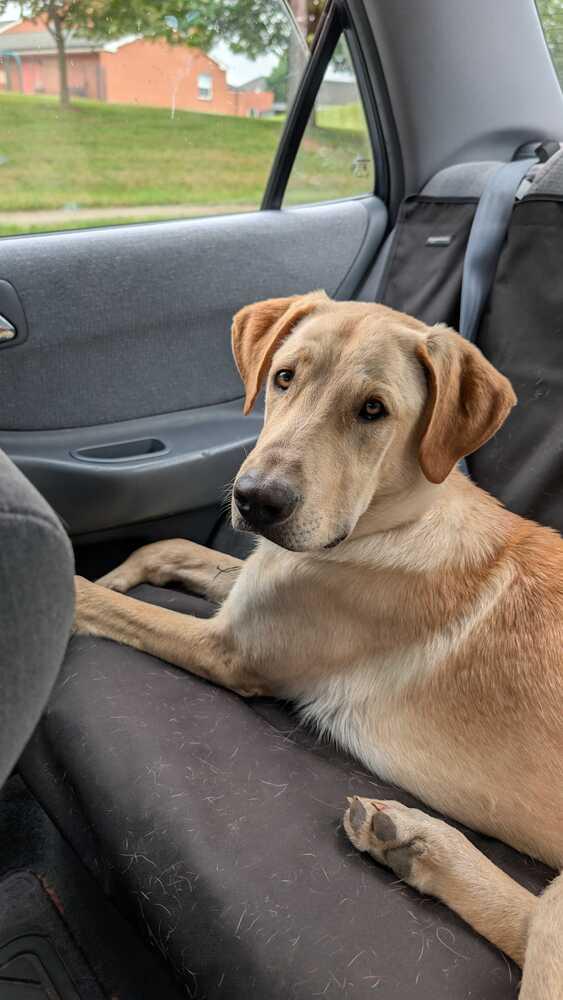 Enlarge Cash, a Adoptable mixed breed in Silver Spring, MD image 2/3