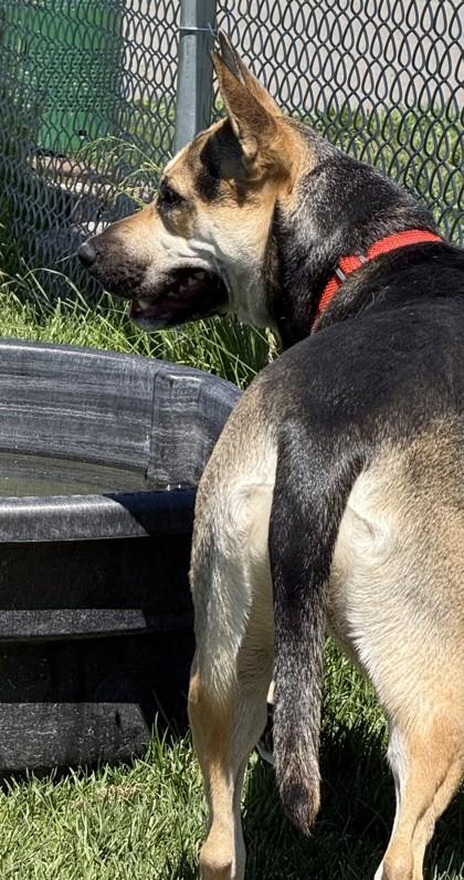 Marley, a ADOPTABLE mixed breed in Hamilton, MT image 6/6
