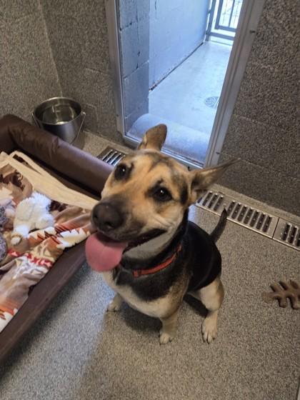 Marley, ADOPTABLE, Adult Female German Shepherd Dog.