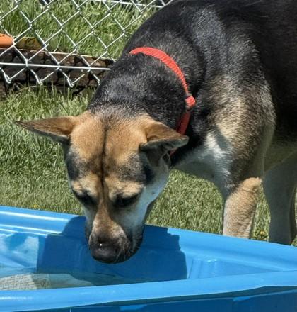Marley, a ADOPTABLE mixed breed in Hamilton, MT image 2/6