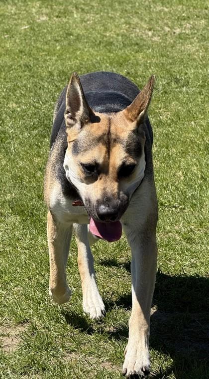 Marley, a ADOPTABLE mixed breed in Hamilton, MT image 4/6