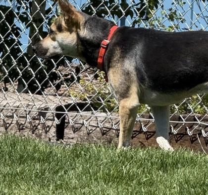 Marley, a ADOPTABLE mixed breed in Hamilton, MT image 3/6
