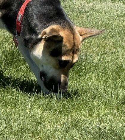 Marley, a ADOPTABLE mixed breed in Hamilton, MT image 5/6