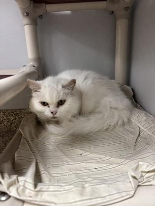 Snowy - office cat, Adoptable, Adult Female Persian & Domestic Short Hair.