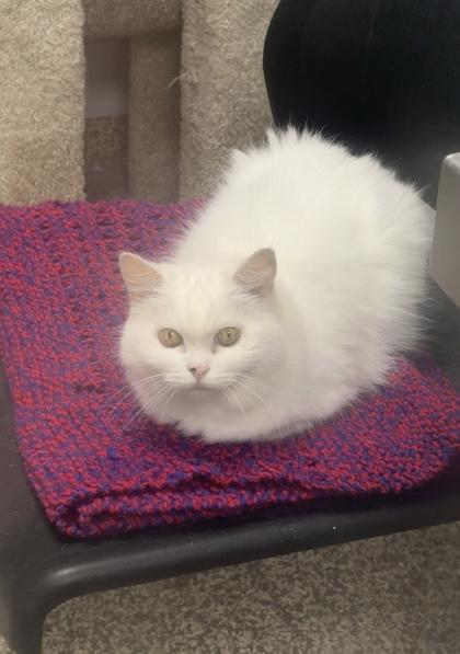 Enlarge Snowy - office cat, a Adoptable mixed breed in East Brookfield, MA image 2/2