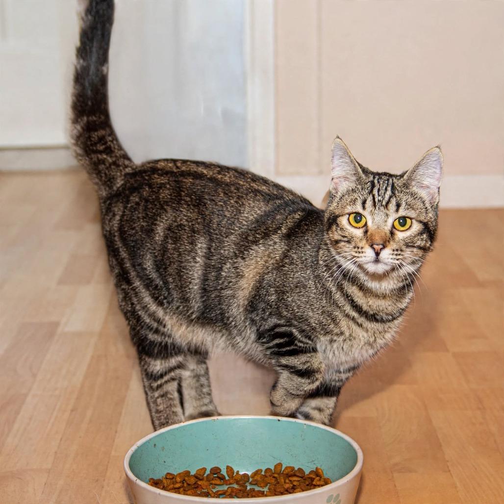Dashiell, Adoptable, Kitten Male Domestic Short Hair.