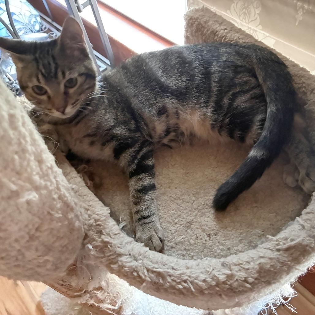 Dashiell, Adoptable, Kitten Male Domestic Short Hair.