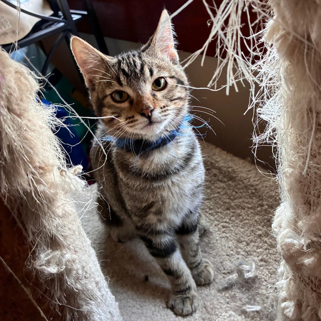 Enlarge Dashiell, a Adoptable Domestic Short Hair in Wichita, KS image 3/4