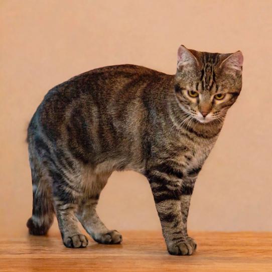Enlarge Dashiell, a Adoptable Domestic Short Hair in Wichita, KS image 4/6