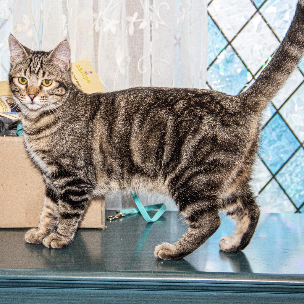 Enlarge Dashiell, a Adoptable Domestic Short Hair in Wichita, KS image 5/6