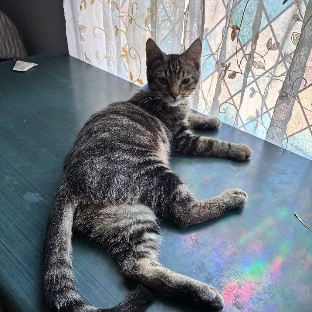 Enlarge Dashiell, a Adoptable Domestic Short Hair in Wichita, KS image 4/4