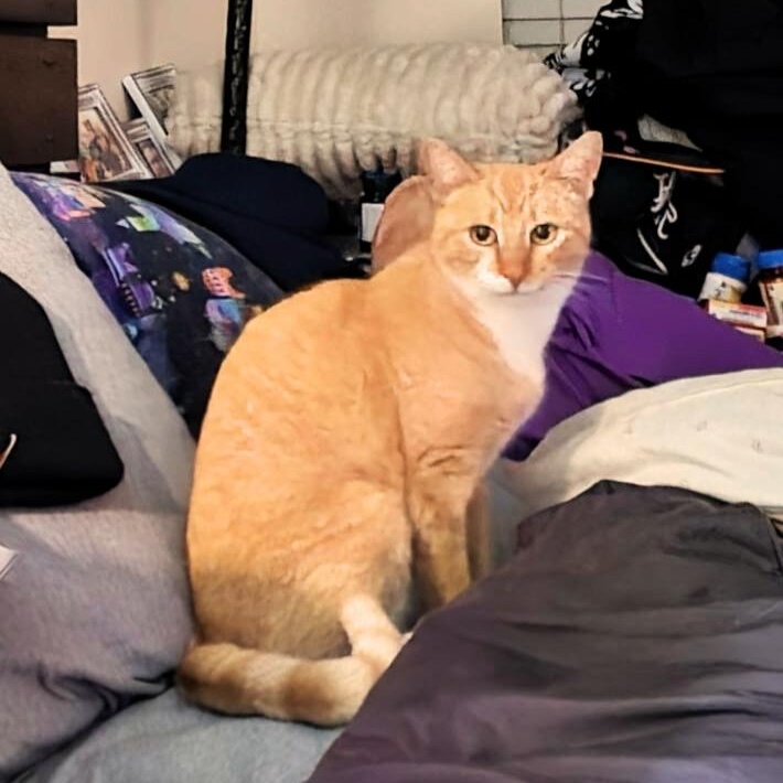 Tangy, ADOPTABLE, Young Female Domestic Short Hair.
