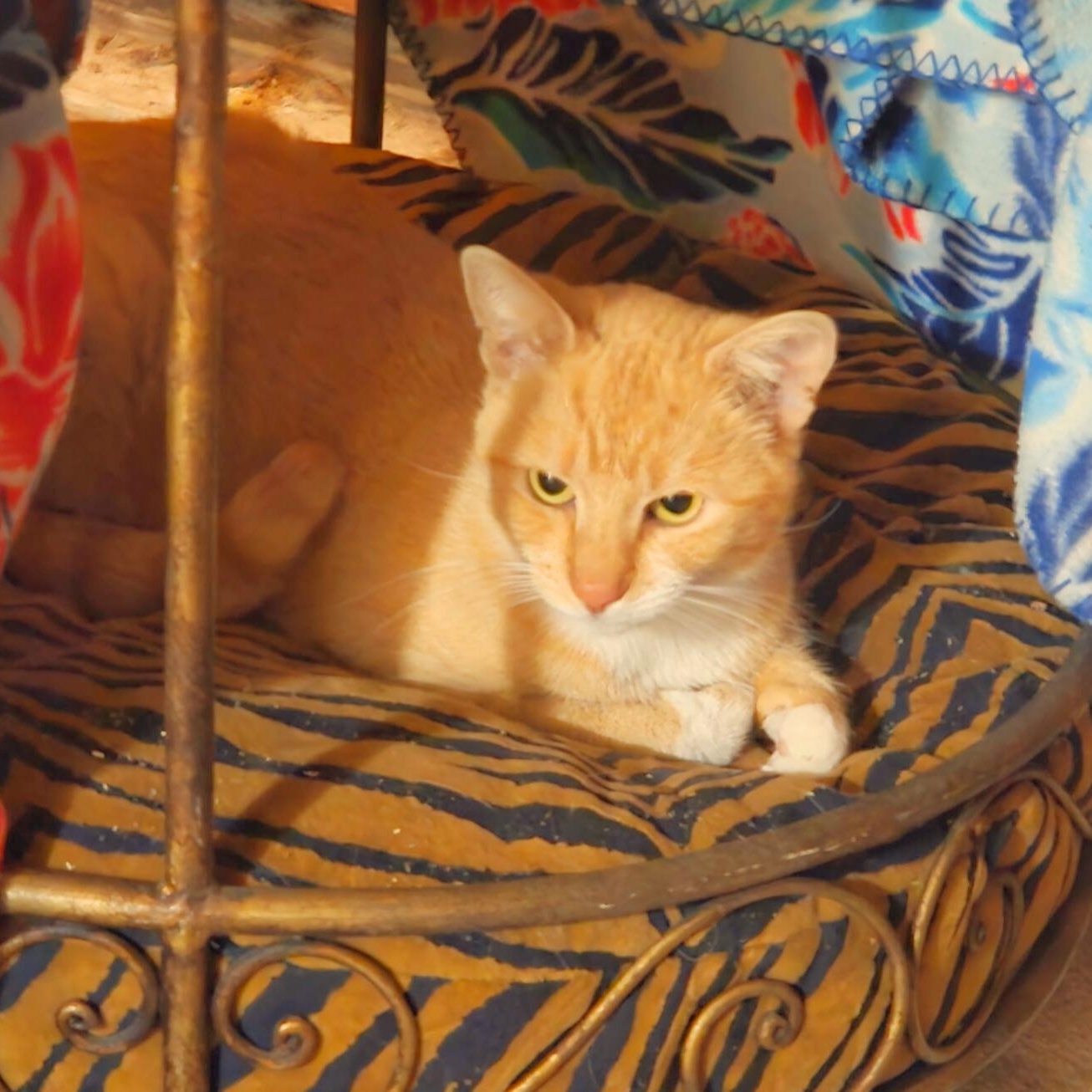 Tangy, a ADOPTABLE mixed breed in Benicia, CA image 3/6