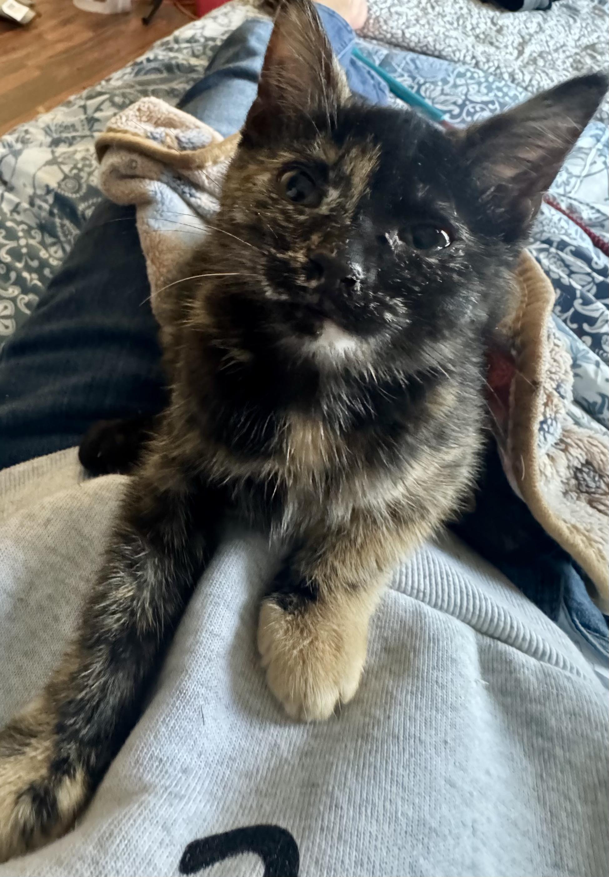 Enlarge Tutti, a Adoptable Domestic Short Hair in Galloway, NJ image 1/1