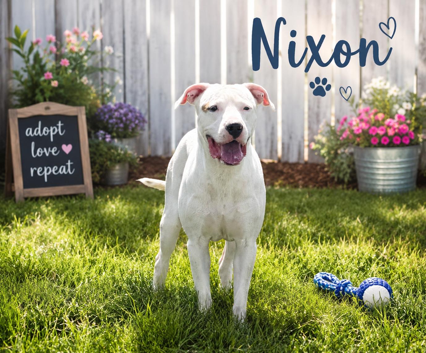 Nixon, ADOPTABLE, Adult Male Pit Bull Terrier.