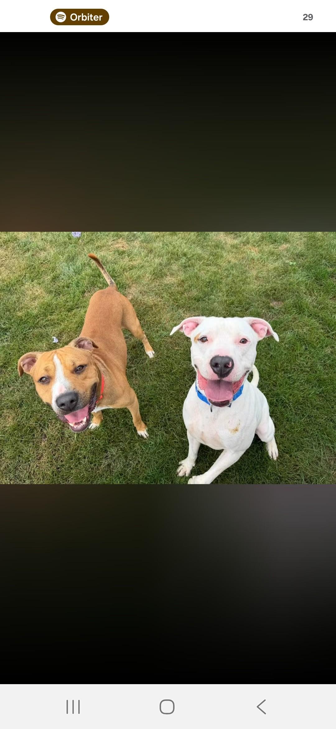 Enlarge Nixon, a Adoptable Pit Bull Terrier in Joliet, IL image 2/2