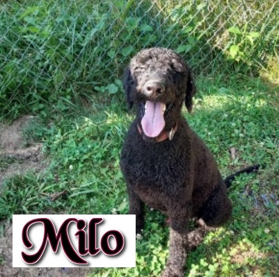Milo, Adopted, Young Male Standard Poodle.