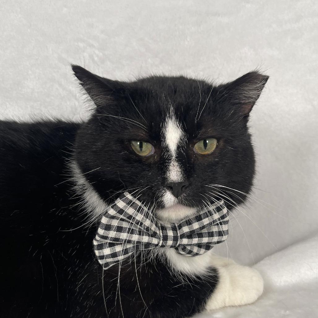 Enlarge Davey, a Adoptable Domestic Short Hair in Johnson City, TN image 2/3